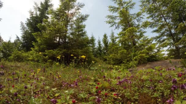 Fragole selvatiche ai margini di una foresta di abeti rossi in montagna — Video Stock