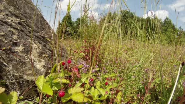 Jagody truskawki chowające się w wysokiej trawie w pobliżu kamienia — Wideo stockowe