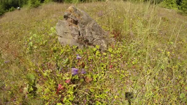 Bacche di fragola selvatica nascoste nell'erba alta vicino alla pietra — Video Stock