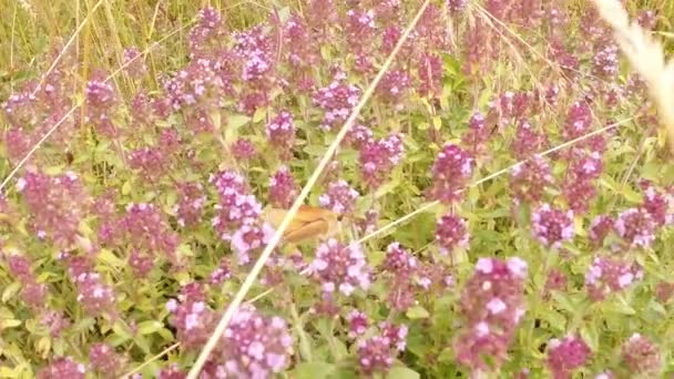 Pequeña mariposa en una cama de tomillo floreciente cámara en vivo — Vídeos de Stock