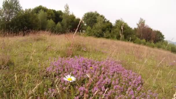 Timo arbusto fiorito nell'erba nel vento su uno sfondo di alberi — Video Stock