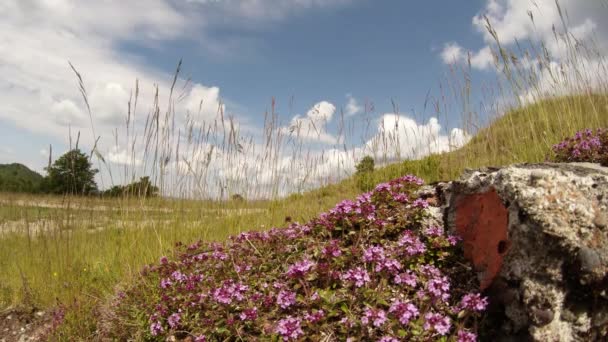 岩の近くの木や空の背景を背景に風の中で草の中にタイム開花低木アリクロール — ストック動画