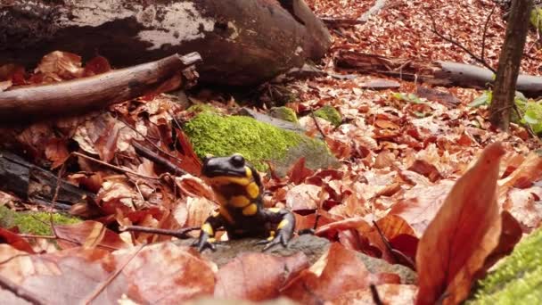 Salamander crawling on the leaves brown rot early spring in the mountain forests — 图库视频影像