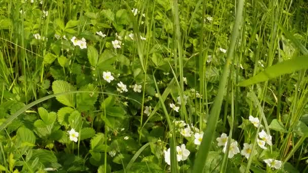 高い緑の草の中の野生のイチゴの白い花 — ストック動画