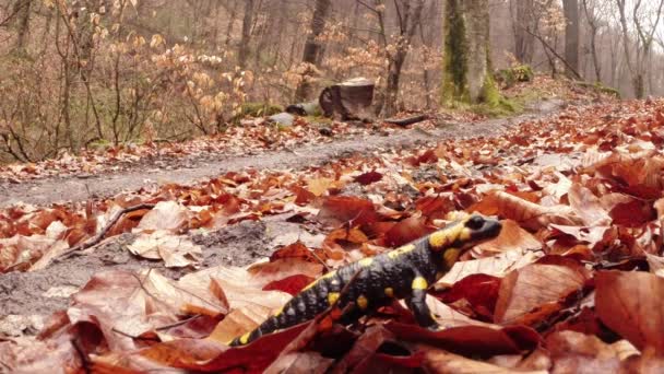 Salamander crawling on the leaves brown rot early spring in the mountain forests — Stok video