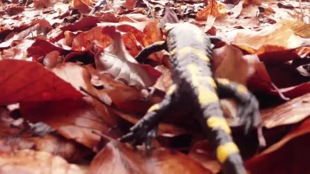 Salamandre rampant sur les feuilles pourriture brune au début du printemps dans les forêts de montagne — Video