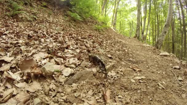 ซาลาแมนเดอร์ฤดูร้อนในป่าภูเขาของ Carpathians — วีดีโอสต็อก