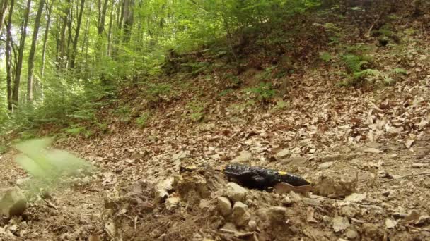 Lato salamander w lasach górskich Karpat — Wideo stockowe