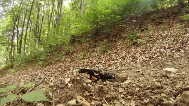 Salamander zomer in de bergbossen van de Karpaten — Stockvideo