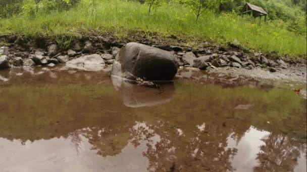 Salamandra en un charco después de una lluvia en un bosque de montaña — Vídeos de Stock