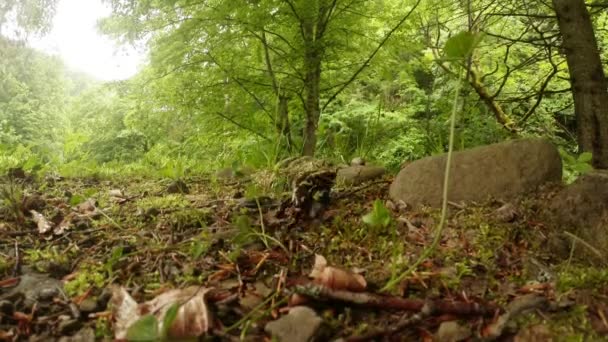 Leuchtend gelb-orange Flecken auf dem kriechenden Salamander — Stockvideo