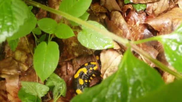 Саламандра прячется в листве — стоковое видео