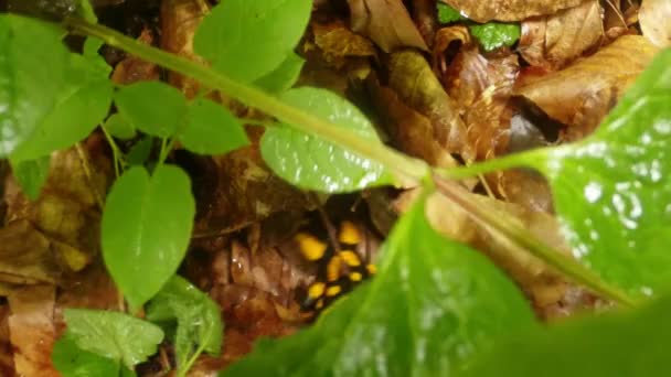 Саламандра ползает по листочкам матери и мачехи, вид сверху — стоковое видео