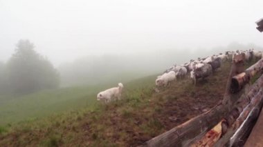 sabah sağım koyun eski gelenekleri dağlarında bir kalem sabah sağım beklentisiyle erken sabah koyun ayakta kovaya dağlarında sağım koyun çoban