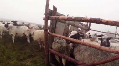 sabah sağım koyun eski gelenekleri dağlarında bir kalem sabah sağım beklentisiyle erken sabah koyun ayakta kovaya dağlarında sağım koyun çoban