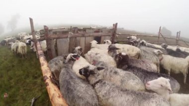 sabah sağım koyun eski gelenekleri dağlarında bir kalem sabah sağım beklentisiyle erken sabah koyun ayakta kovaya dağlarında sağım koyun çoban