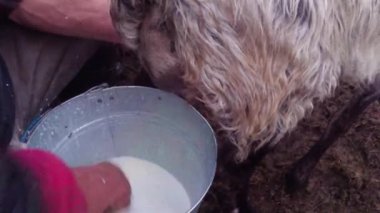 sabah sağım koyun eski gelenekleri dağlarında bir kalem sabah sağım beklentisiyle erken sabah koyun ayakta kovaya dağlarında sağım koyun çoban