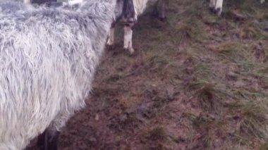 sabah sağım koyun eski gelenekleri dağlarında bir kalem sabah sağım beklentisiyle erken sabah koyun ayakta kovaya dağlarında sağım koyun çoban