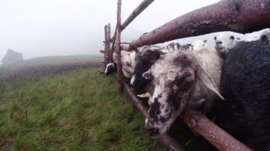 sabah sağım koyun eski gelenekleri dağlarında bir kalem sabah sağım beklentisiyle erken sabah koyun ayakta kovaya dağlarında sağım koyun çoban