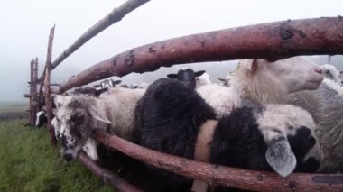 sabah sağım koyun eski gelenekleri dağlarında bir kalem sabah sağım beklentisiyle erken sabah koyun ayakta kovaya dağlarında sağım koyun çoban