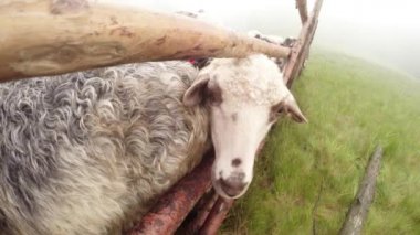 sabah sağım koyun eski gelenekleri dağlarında bir kalem sabah sağım beklentisiyle erken sabah koyun ayakta kovaya dağlarında sağım koyun çoban