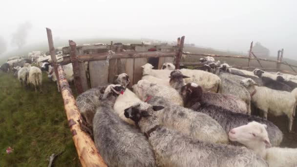 Matin traite des moutons dans les montagnes de traditions anciennes berger traite des moutons dans les montagnes dans le seau dans le matin moutons debout dans un enclos en prévision de la traite du matin — Video