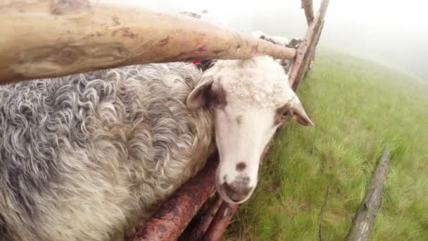 Manhã ordenha ovelhas nas montanhas de tradições antigas Pastor ordenha ovelhas nas montanhas no balde no início da manhã ovelhas de pé em uma caneta em antecipação da ordenha da manhã — Vídeo de Stock