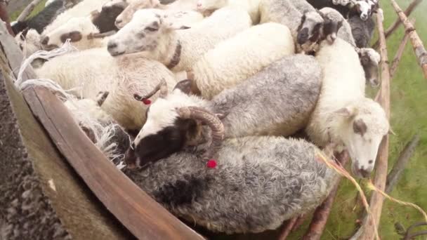 Rano dojenia owiec w górach dawnych tradycji Shepherd dojenia owiec w górach w wiaderko w wczesnym rankiem owiec stojący w pióro w oczekiwaniu na dojenie rano — Wideo stockowe