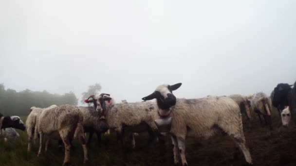 Ранкова доїльна вівця в горах стародавніх традицій Вівчарка доїльна вівця в горах у відро ранкових овець, що стоять в ручці в очікуванні ранкового доїння — стокове відео