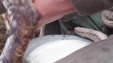 sabah sağım koyun eski gelenekleri dağlarında bir kalem sabah sağım beklentisiyle erken sabah koyun ayakta kovaya dağlarında sağım koyun çoban