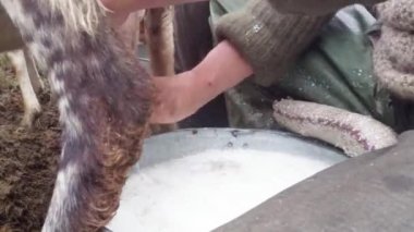 sabah sağım koyun eski gelenekleri dağlarında bir kalem sabah sağım beklentisiyle erken sabah koyun ayakta kovaya dağlarında sağım koyun çoban