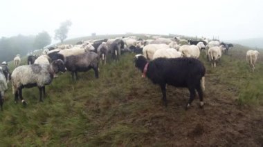 sabah sağım koyun eski gelenekleri dağlarında bir kalem sabah sağım beklentisiyle erken sabah koyun ayakta kovaya dağlarında sağım koyun çoban