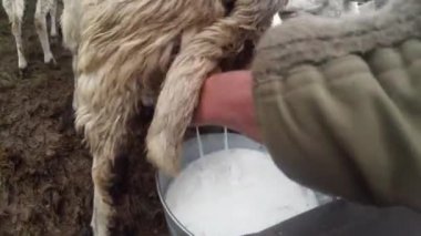 sabah sağım koyun eski gelenekleri dağlarında bir kalem sabah sağım beklentisiyle erken sabah koyun ayakta kovaya dağlarında sağım koyun çoban