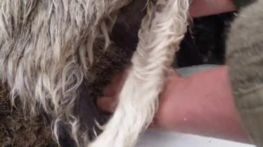 sabah sağım koyun eski gelenekleri dağlarında bir kalem sabah sağım beklentisiyle erken sabah koyun ayakta kovaya dağlarında sağım koyun çoban