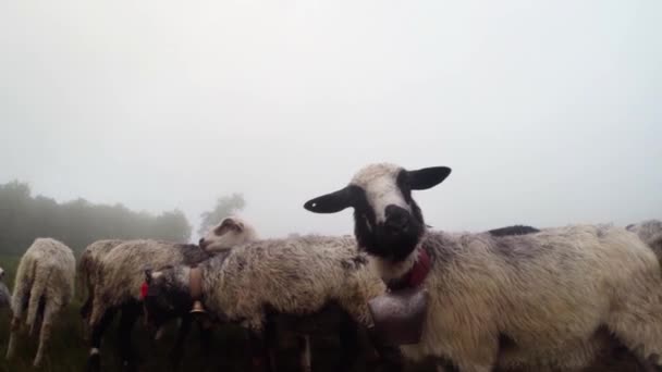 Morgens Schafe melken in den Bergen uralter Traditionen Hirte Schafe melken in den Bergen im Eimer am frühen Morgen Schafe stehen in einem Gehege in Erwartung des morgendlichen Melkens — Stockvideo