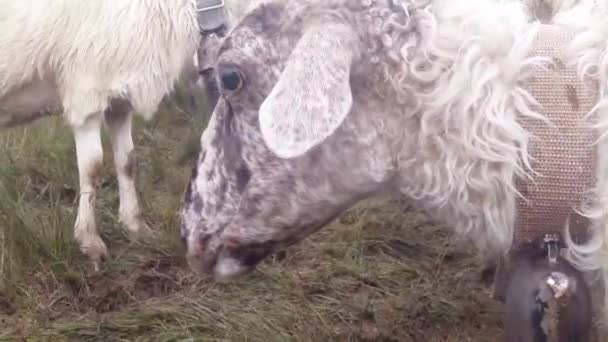 Manhã ordenha ovelhas nas montanhas de tradições antigas Pastor ordenha ovelhas nas montanhas no balde no início da manhã ovelhas de pé em uma caneta em antecipação da ordenha da manhã — Vídeo de Stock