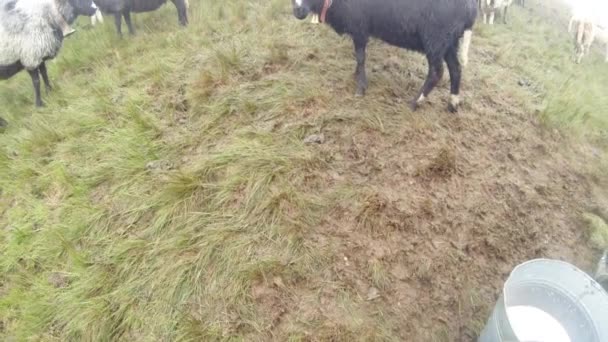 Ordeño matutino ovejas en las montañas de las tradiciones antiguas Pastor ordeño ovejas en las montañas en el cubo en la primera mañana ovejas de pie en una pluma en anticipación de la mañana ordeño — Vídeos de Stock