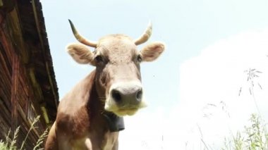 boynuzlu inek bej, ahşap duvar yakınındaki aşağıdan parlak gün ışığı görünümü