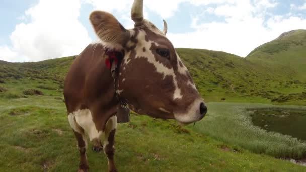 Красивый крупный план пятнистой коровы выдыхает пар из ноздрей на фоне зеленых лугов — стоковое видео