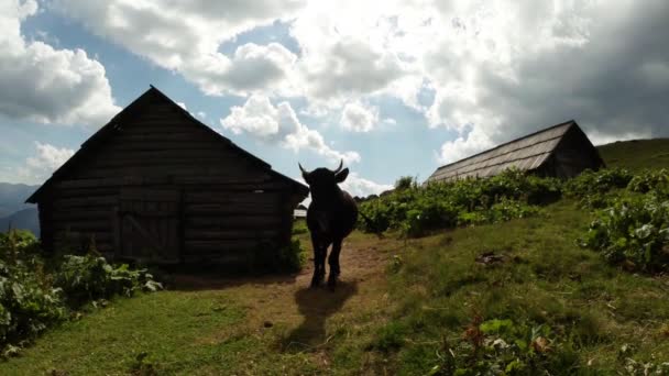 Vaca de cuernos negros en matorrales verdes de hierba cerca de los cobertizos de madera en las montañas bajo las nubes — Vídeos de Stock