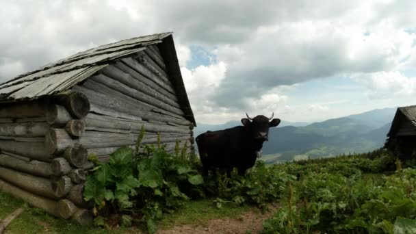 Schwarze gehörnte Kuh in grünem Grasgestrüpp in der Nähe der Holzschuppen in den Bergen unter den Wolken — Stockvideo