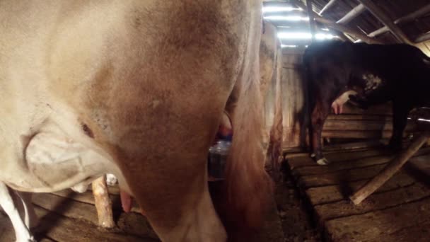 Da cauda e do corpo da vaca pode ser visto como a mão de uma mulher ordenhou o úbere da vaca em um celeiro cercado por outras vacas — Vídeo de Stock