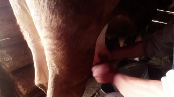 Keze fejik a tehenet tőgy közel fel a vödör tej ömlik — Stock videók