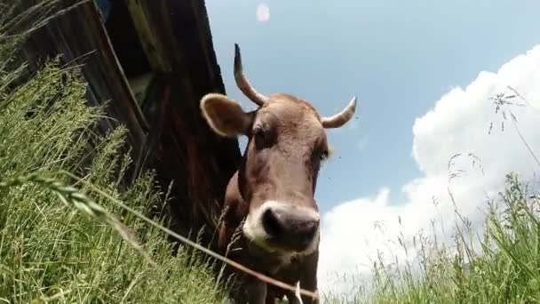 Vaca chifruda bege, luz do sol brilhante vista de baixo perto da parede de madeira — Vídeo de Stock