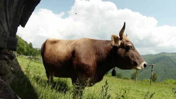 Vaca de cuernos beige está en pleno crecimiento en la hierba verde cerca de la pared de madera en el fondo de las montañas del bosque y el cielo — Vídeo de stock