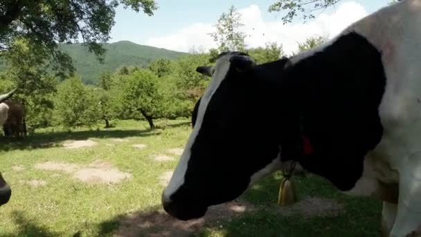 Silhouet van het hoofd van de koe met een klok op een achtergrond van de blauwe hemel — Stockvideo