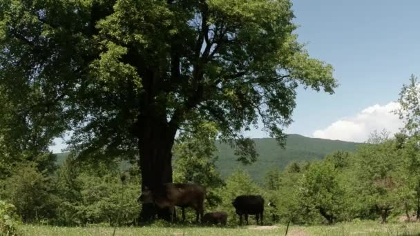 Algumas vacas se escondem à sombra de uma árvore do sol quente nas montanhas — Vídeo de Stock