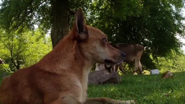 Hondje close-up bewaken van koeien grazen in de schaduw van bomen — Stockvideo