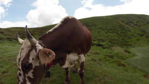 belle vache tachetée avec cornes et cloches sur une prairie verte gros plan 