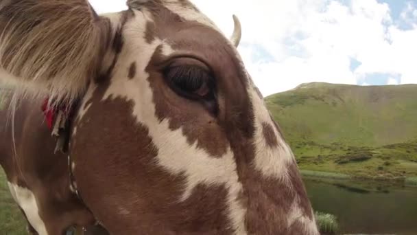 Ojos bozal de vaca de cerca para la cámara en la pendiente verde de la montaña bajo el cielo — Vídeos de Stock